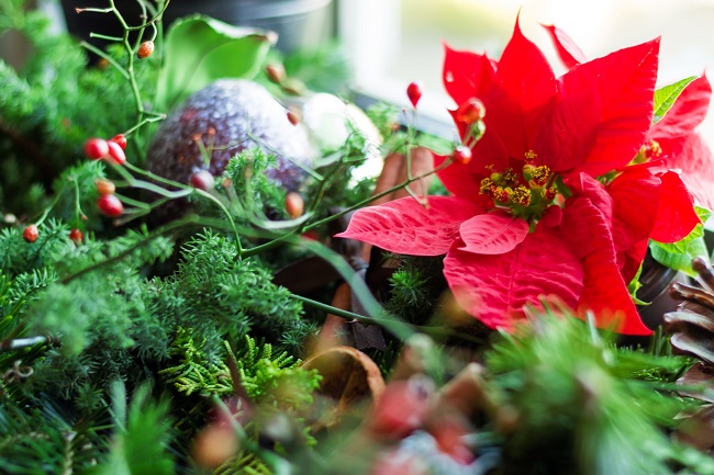 ポインセチアの花言葉を色別に紹介 クリスマスプレゼントには赤 白 主婦の生活ブログ